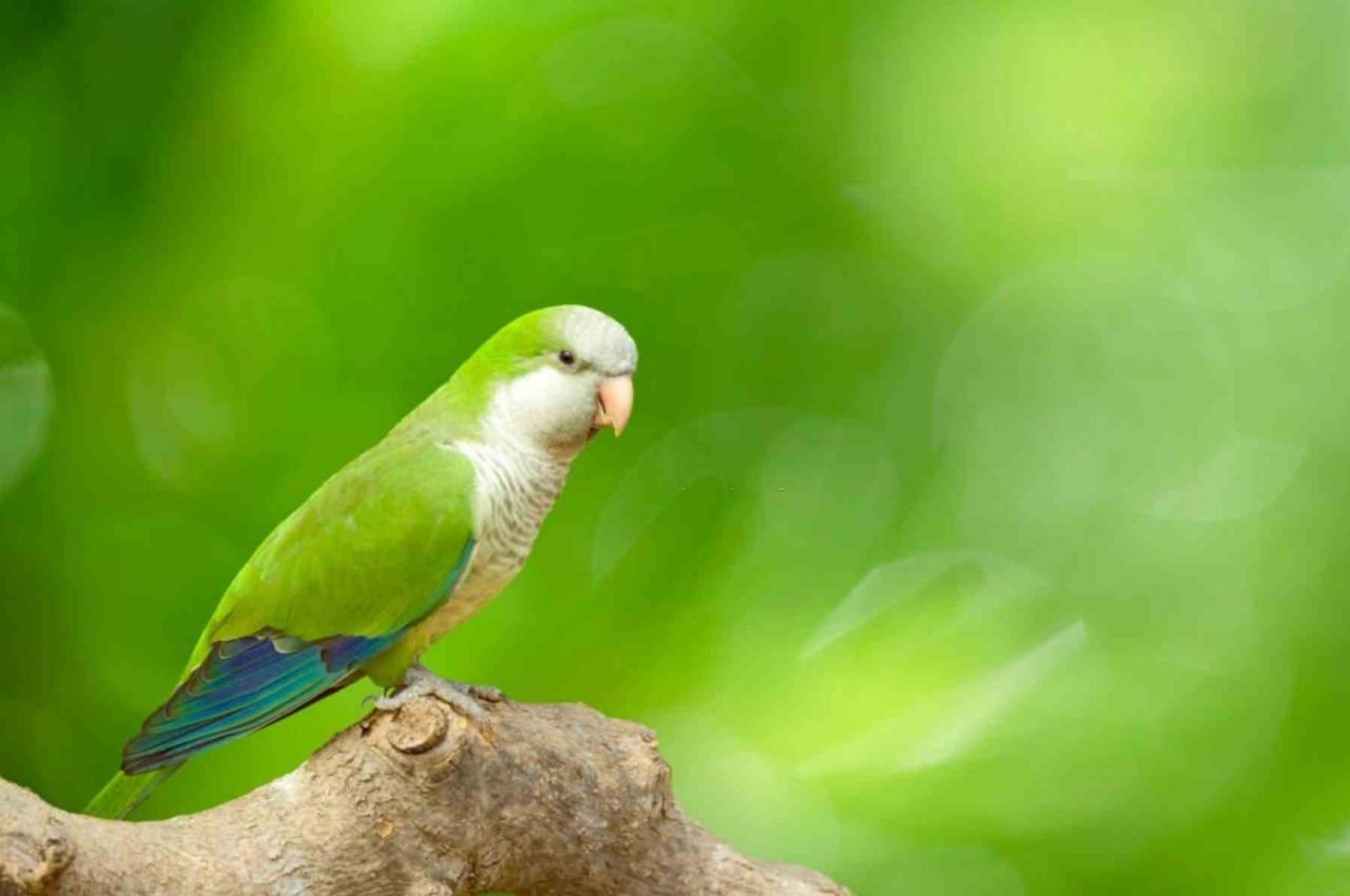 oiseau vert espagne